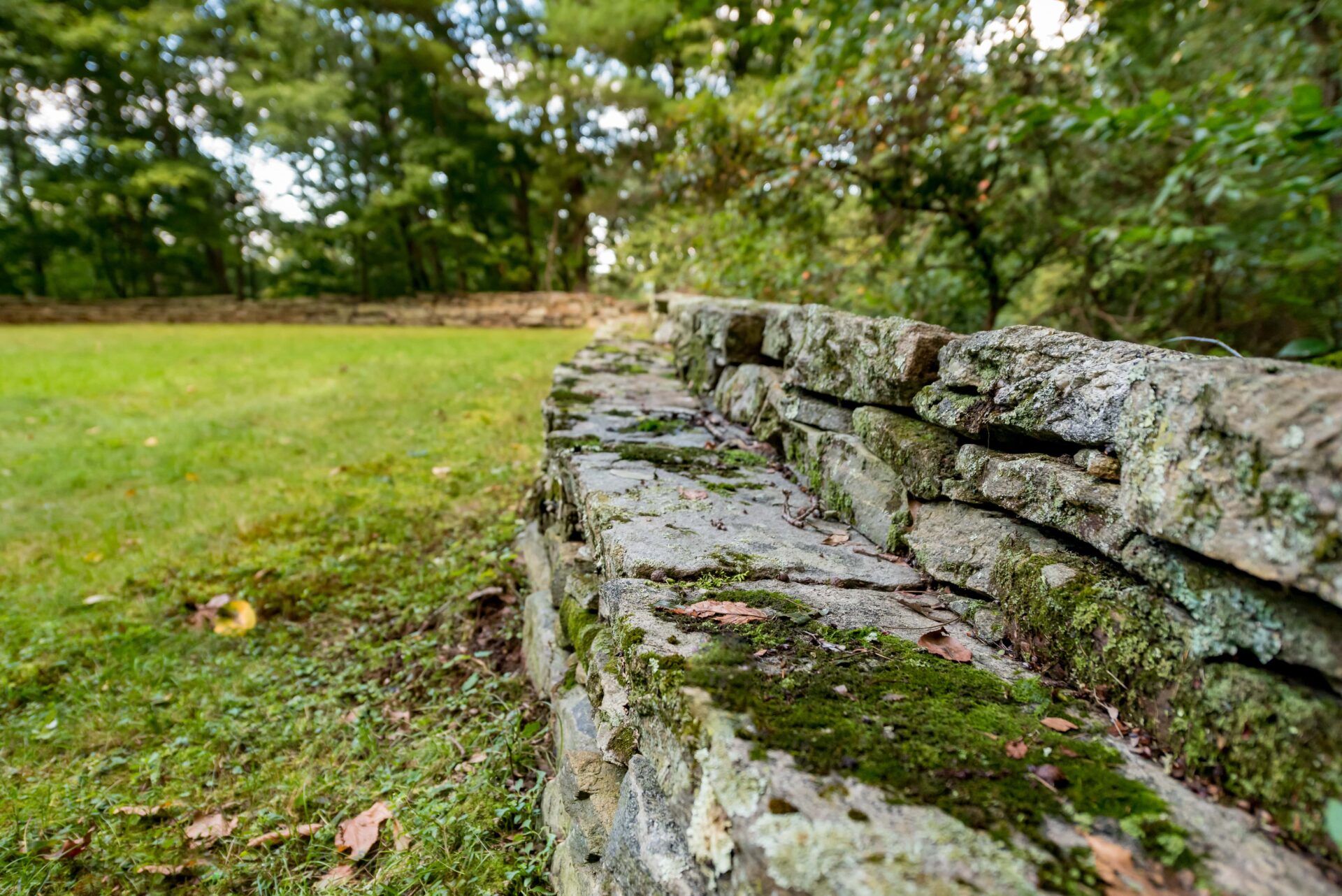 stone wall between grass and woods
