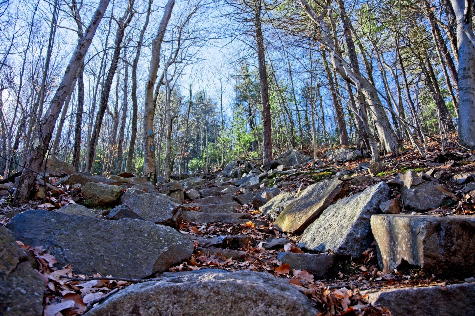 The woodland trails surrounding the Ridge Recovery Center.