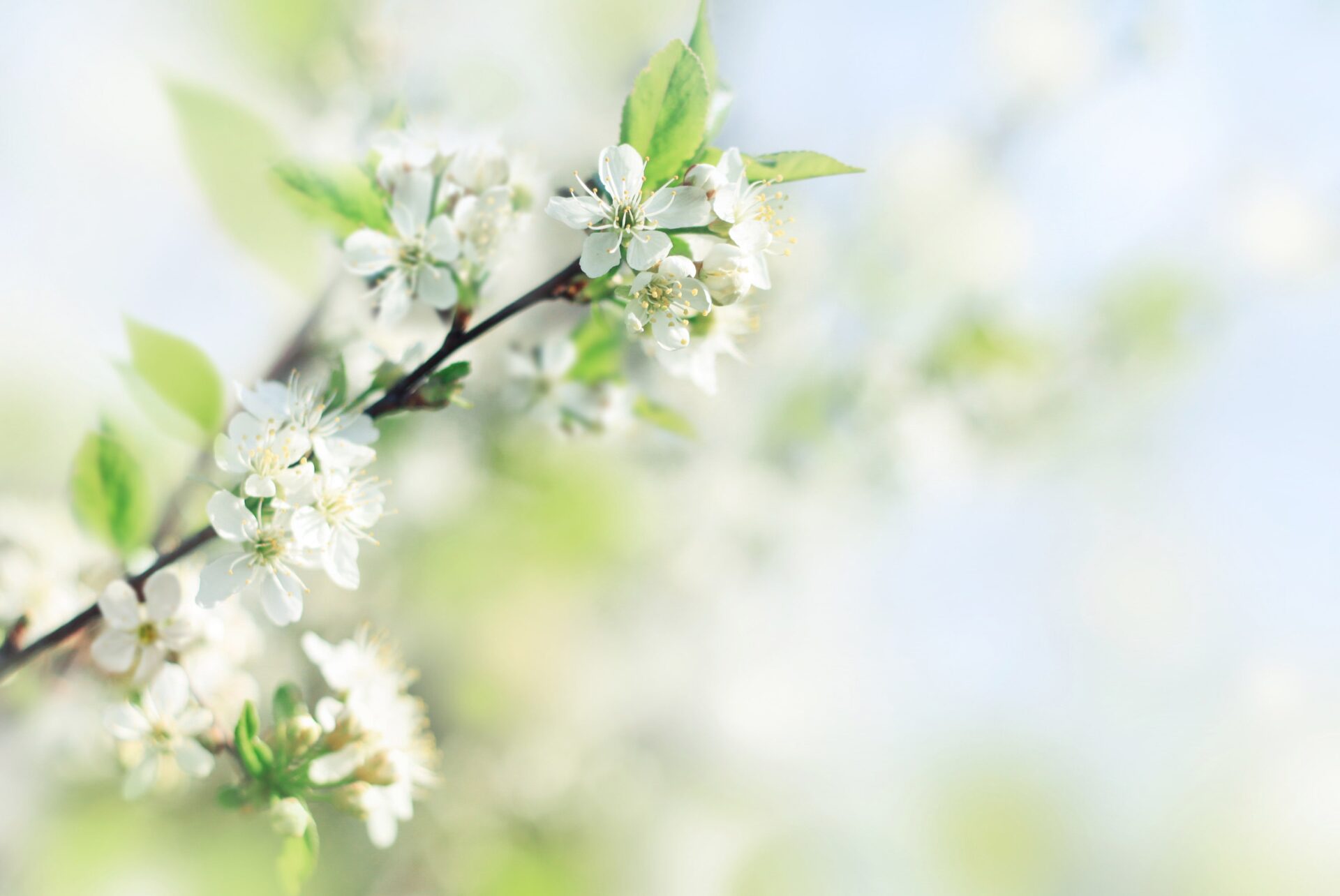white blooms on an apple tree